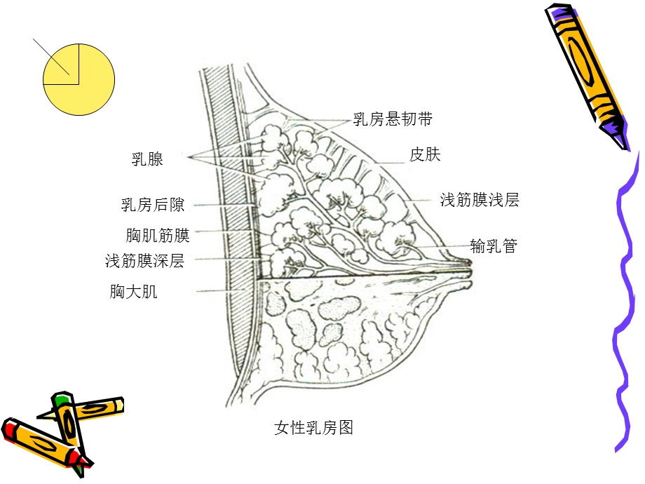 局解胸前区浅层解剖.ppt_第3页