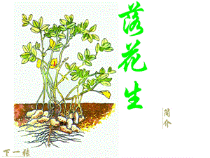 落花生课件 .ppt