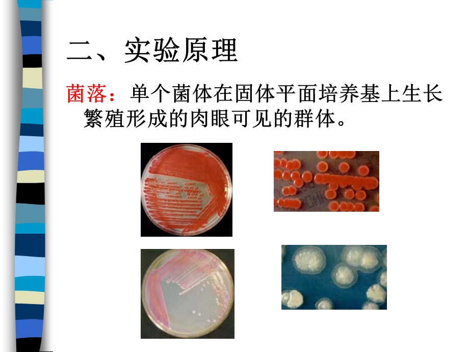 普通微生物学实验.ppt_第3页