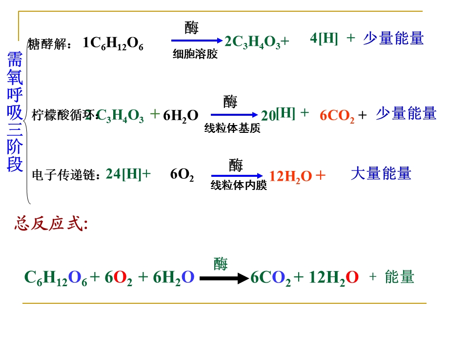 细胞呼吸一轮复习.ppt_第3页