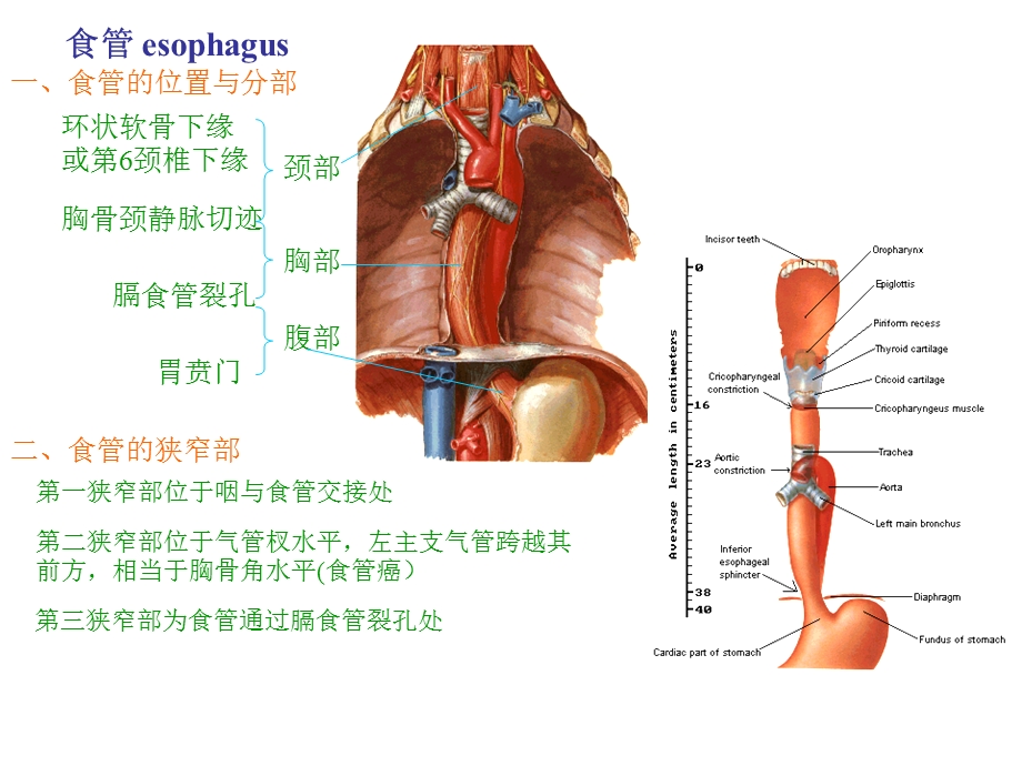 消化道相关解剖.ppt_第1页