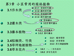 小区常用园林植物.ppt