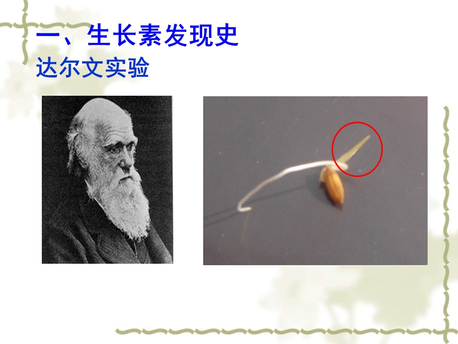 植物生长素的发现(动画很好)1上课用的.ppt_第3页