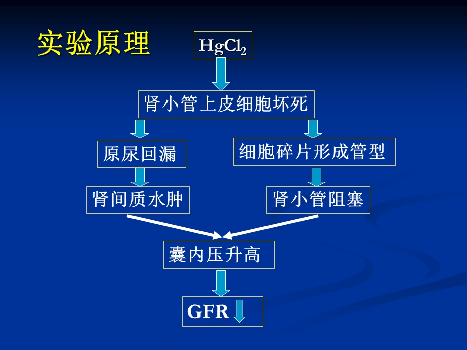 家兔急性肾功能不全.ppt_第2页