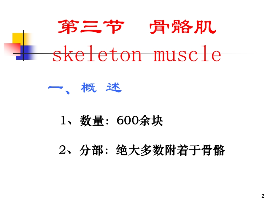 运动解剖学(运动医学).ppt_第2页