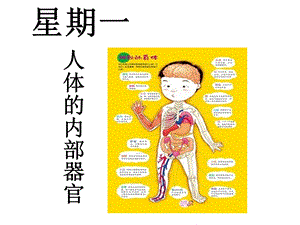 幼儿园主题课：人体的内部器官.ppt