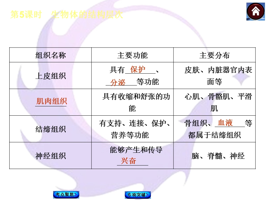 生物体的结构层次.ppt_第3页