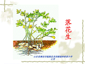 落花生ppt王芳.ppt