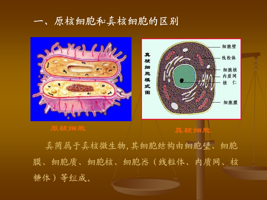 真核微生物概述.ppt_第2页