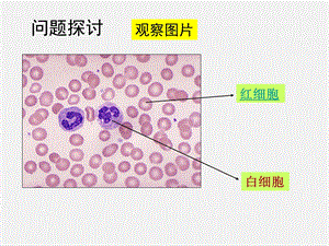 细胞的多样性和统一性(上).ppt