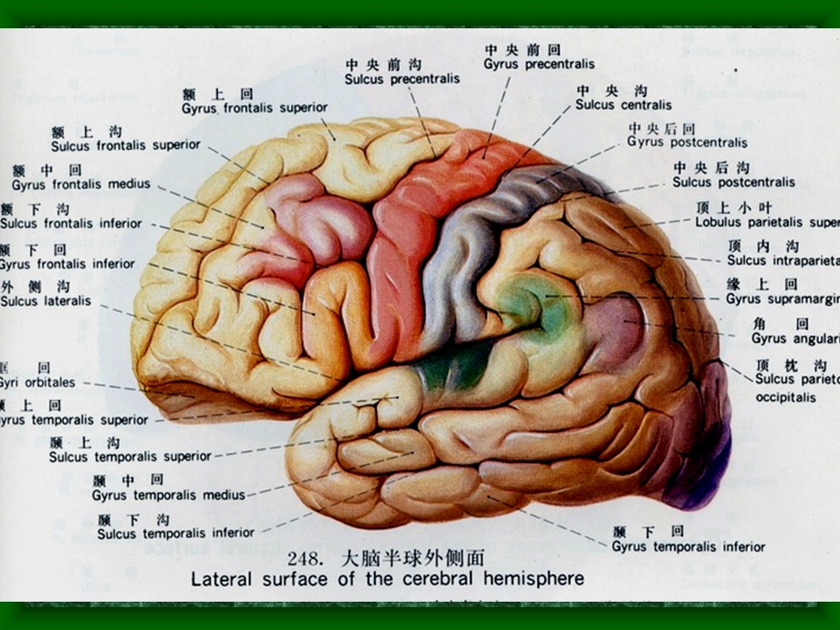 头部连续矢状断层解剖及MRI.ppt_第3页