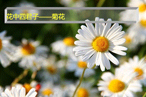 菊花写生美术课.ppt