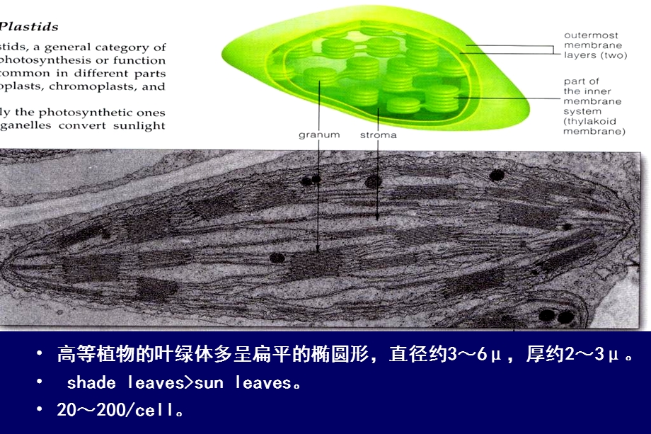 叶绿体的结构和成分.ppt_第3页