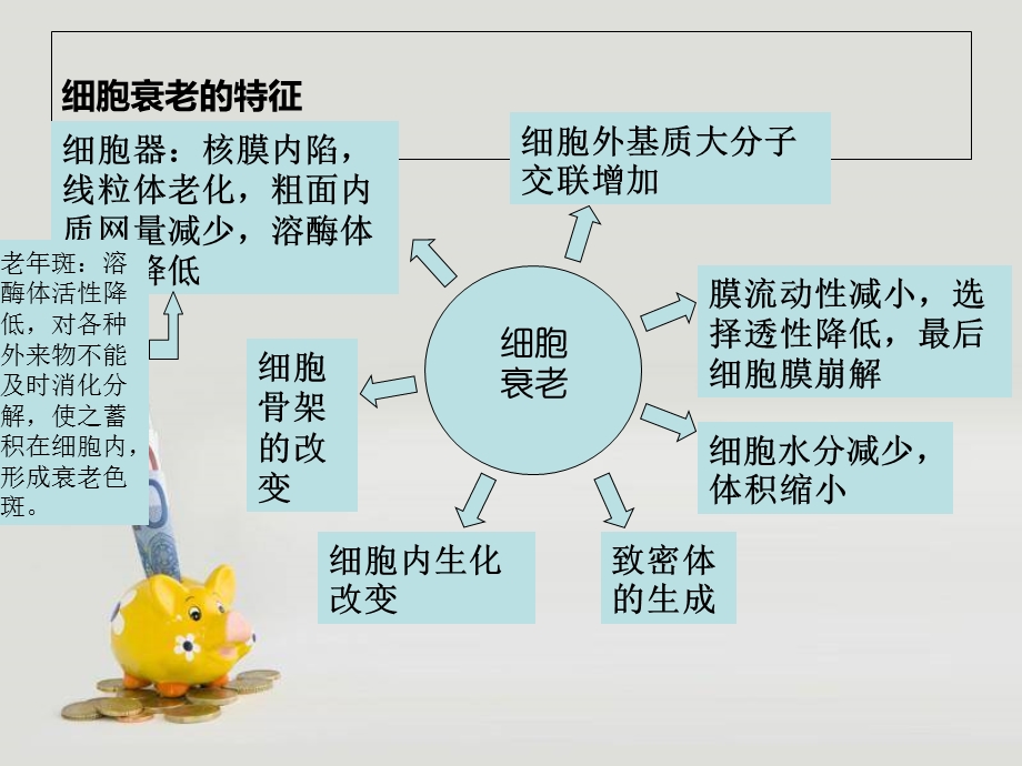 细胞衰老的遗传机制.ppt_第3页