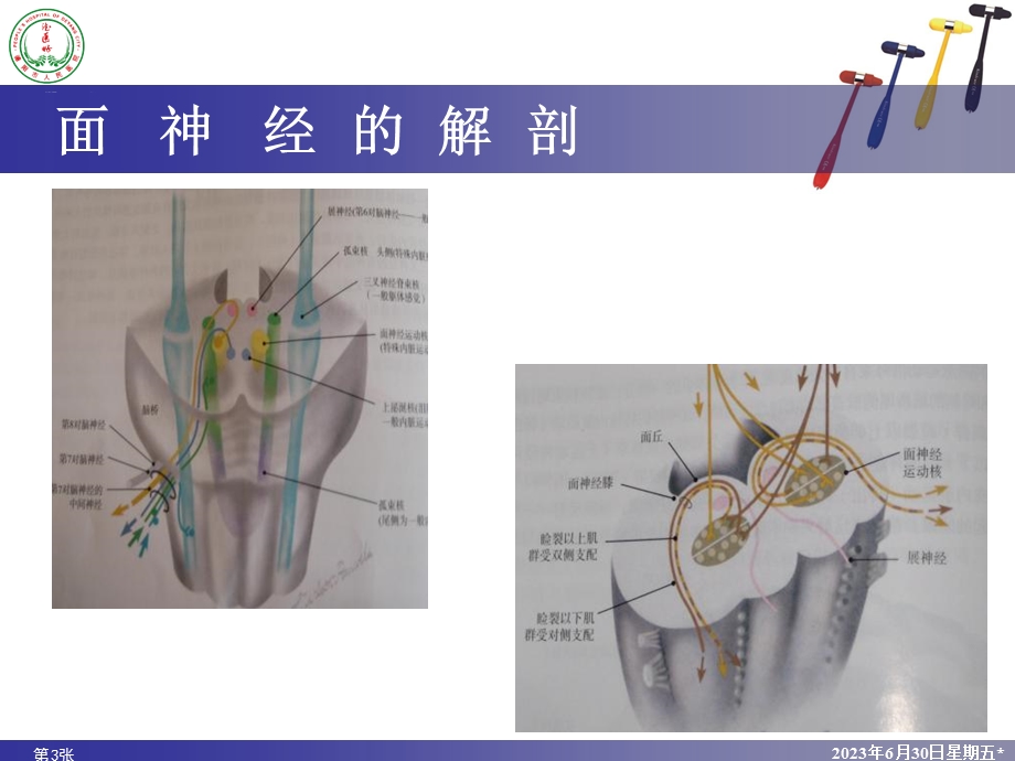 神经解剖讲课模.ppt_第3页