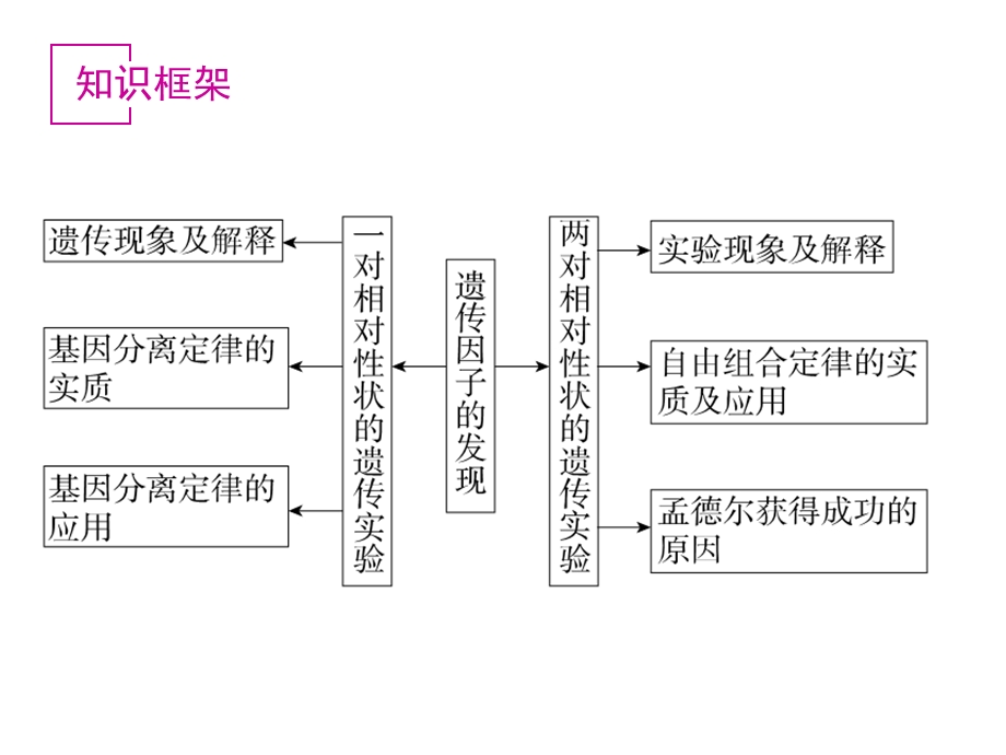 孟德尔杂交实验.ppt_第2页