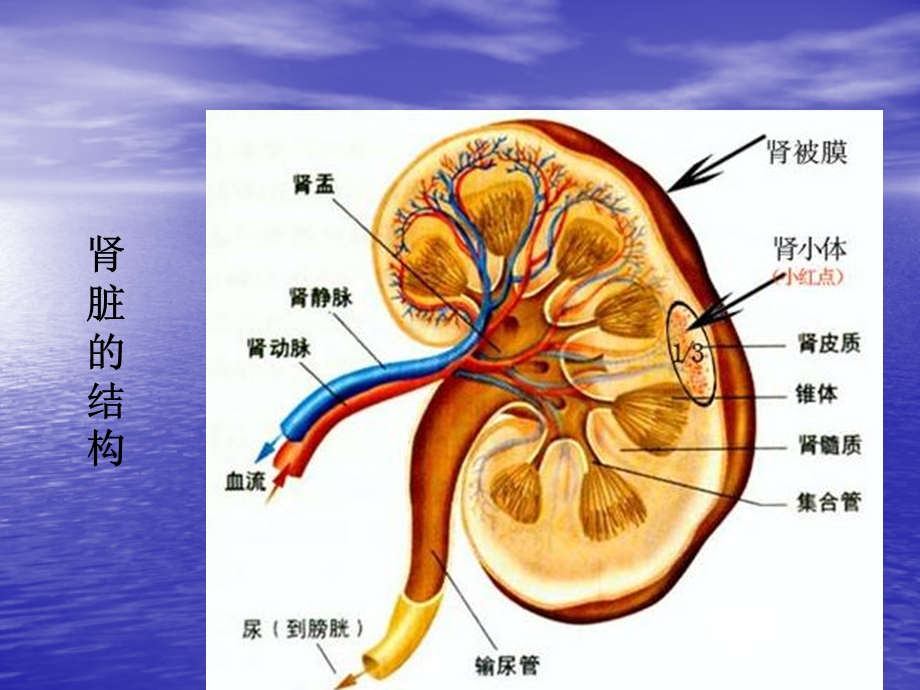 第三章第二节排泄课件.ppt_第2页