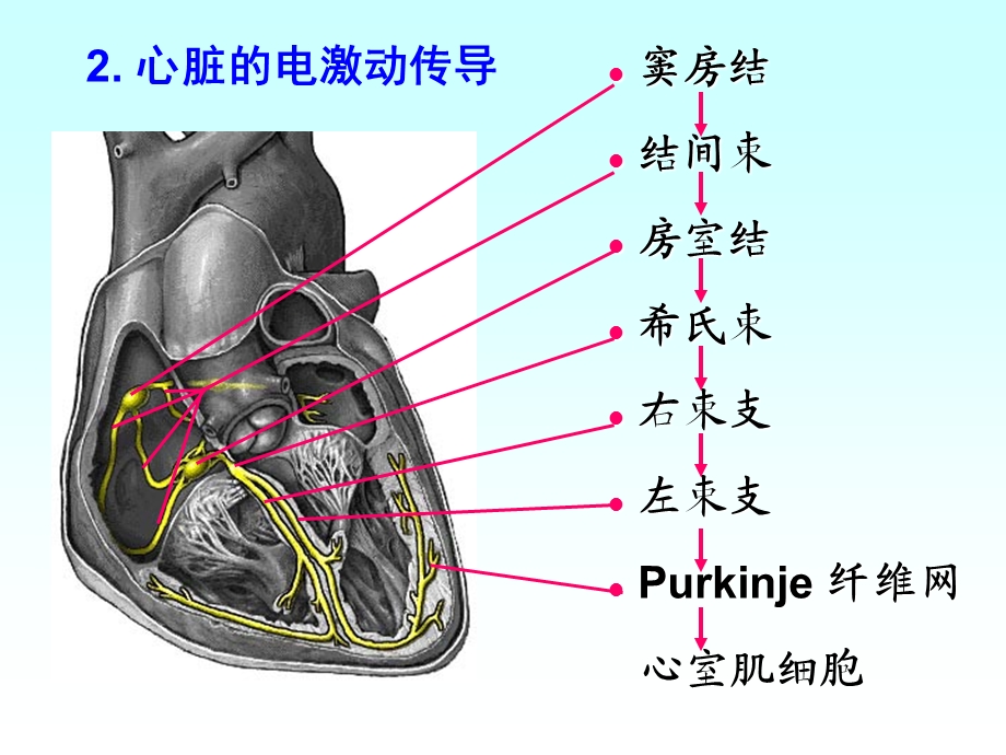 正常心电图及常见心律失常心电图的表现.ppt_第3页