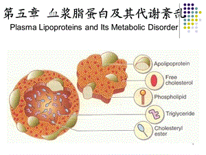 血浆脂蛋白及其代谢紊乱.ppt