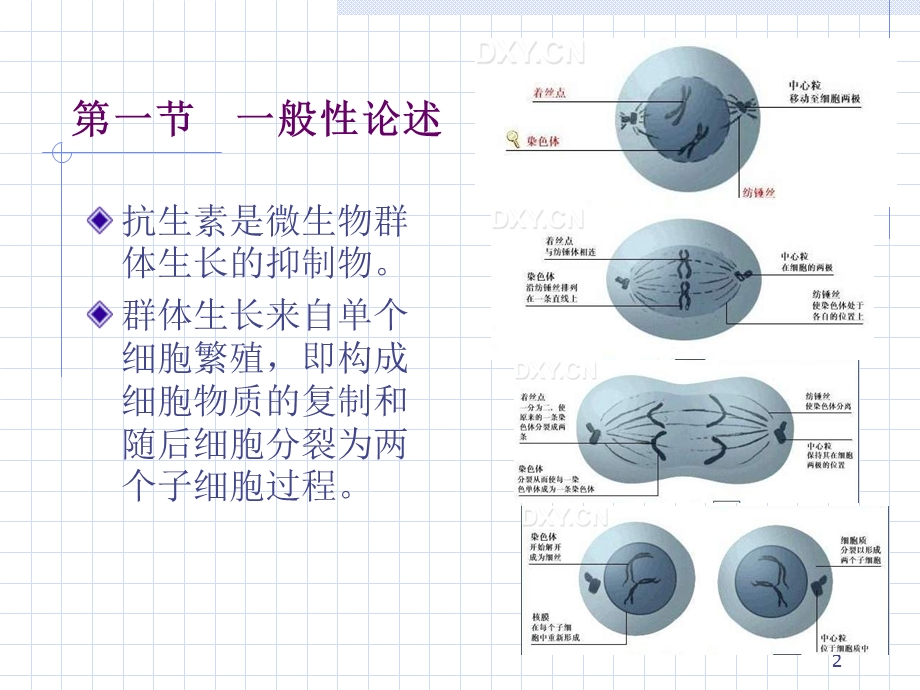 抗生素的作用机制.ppt_第2页