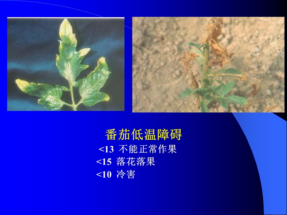 植物非侵染性病害.ppt_第3页