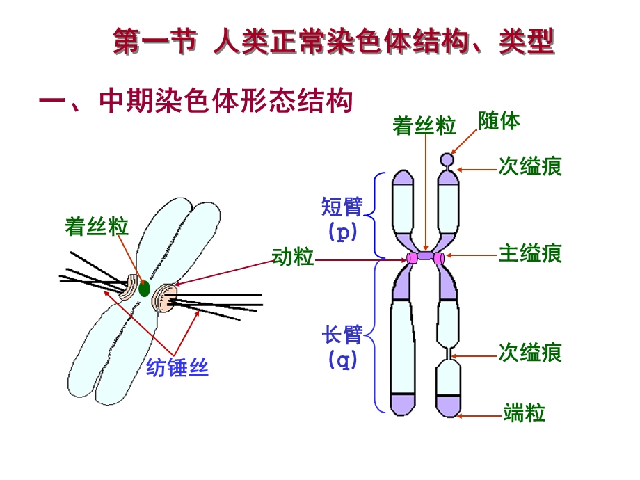 医学遗传学章染色体病.ppt_第3页