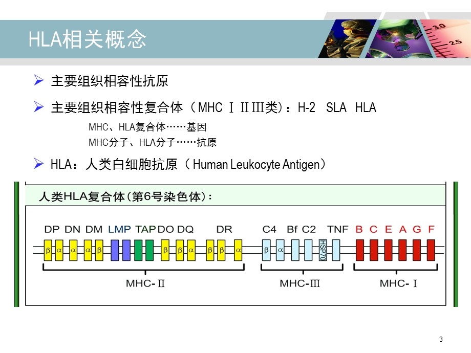 HLAB27检测及其临床应用.ppt_第3页