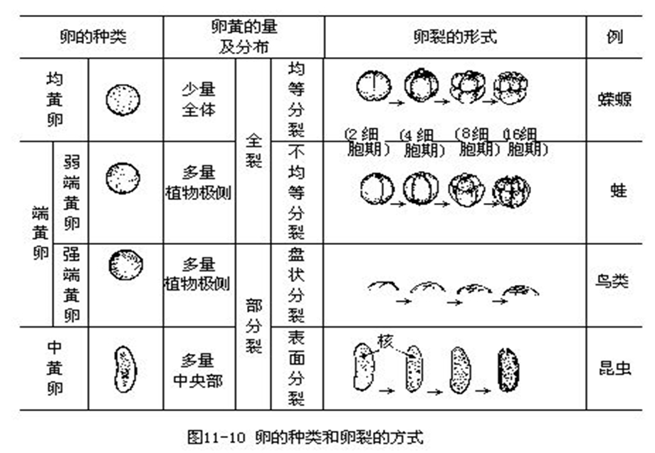 省竞赛辅导动物分类1下.ppt_第3页