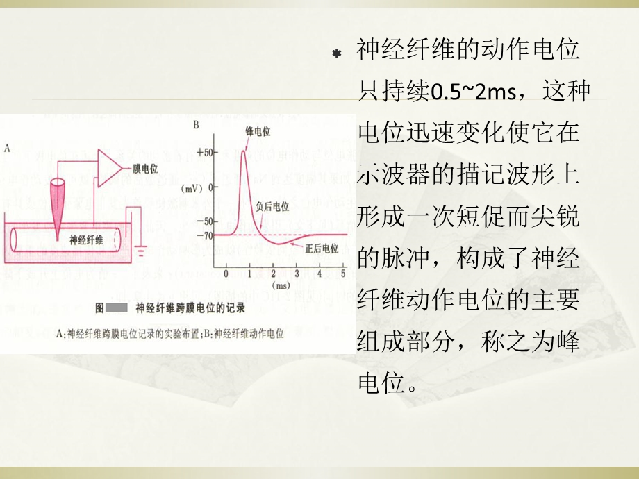 神经肌肉电活动.ppt_第3页