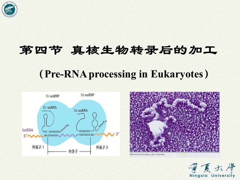 真核生物转录后的加工.ppt_第1页