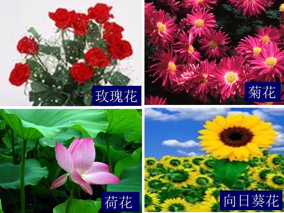 梅花王安石S版课件.ppt_第1页