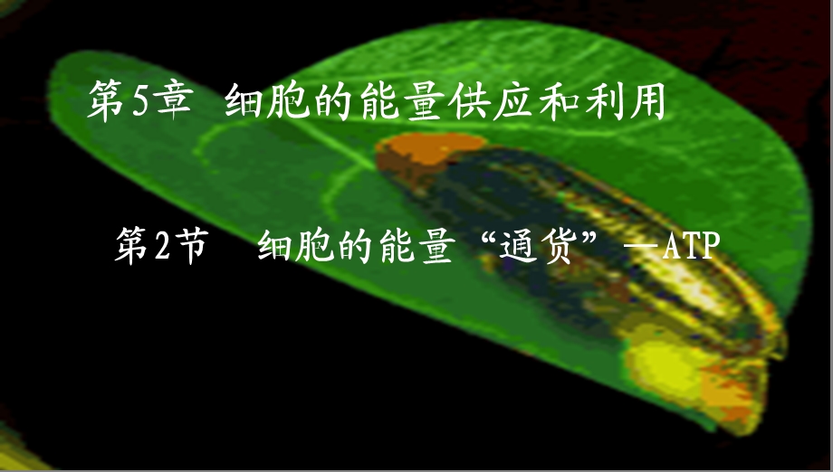 细胞的能量通货-ATP.ppt_第1页