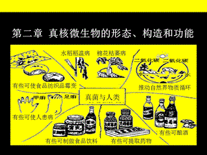 真核微生物的形态、构造和功能.ppt