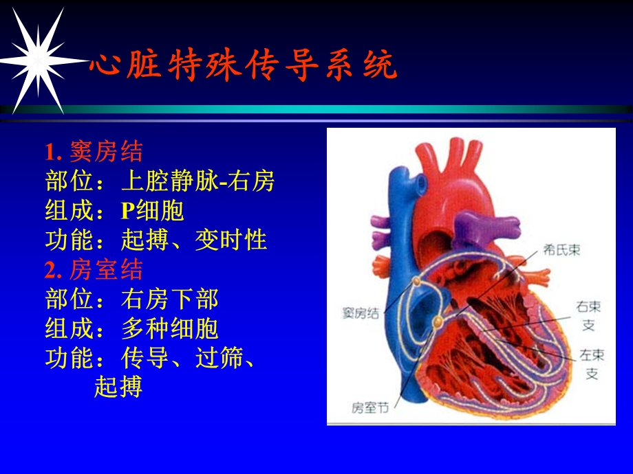 心脏特殊传导系统.ppt_第3页