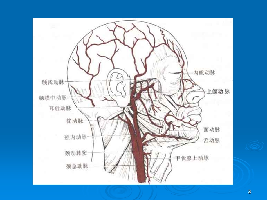 头颈部血管(颈内动脉)解剖-分段.ppt_第3页