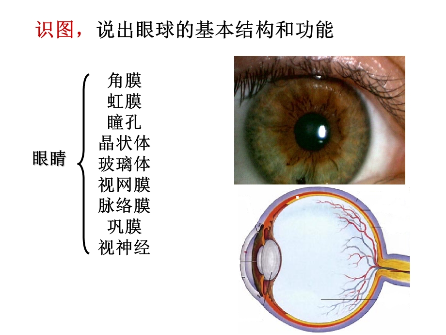 人体生命活动的调节方式包括哪两种.ppt_第2页