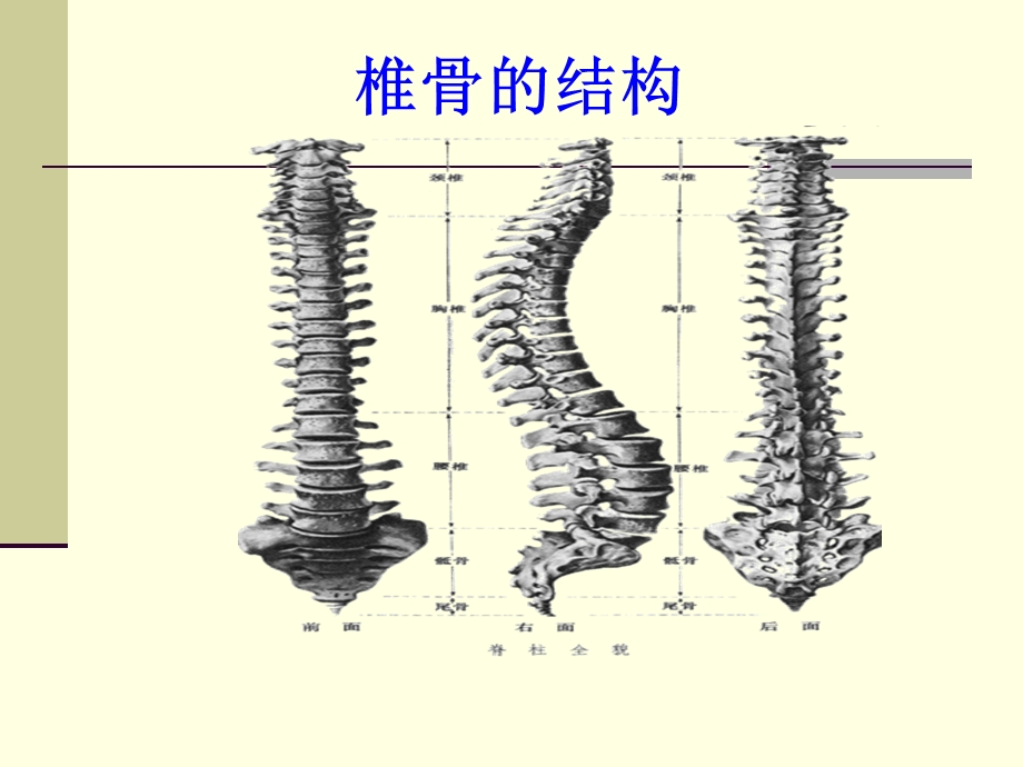 体育学院运动人体科学戴迎.ppt_第3页