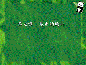 昆虫的胸部全解.ppt