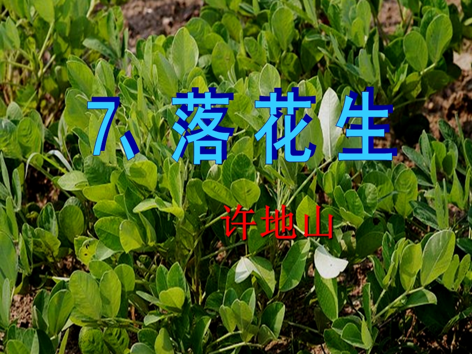 落花生ppt课件5m.ppt_第1页