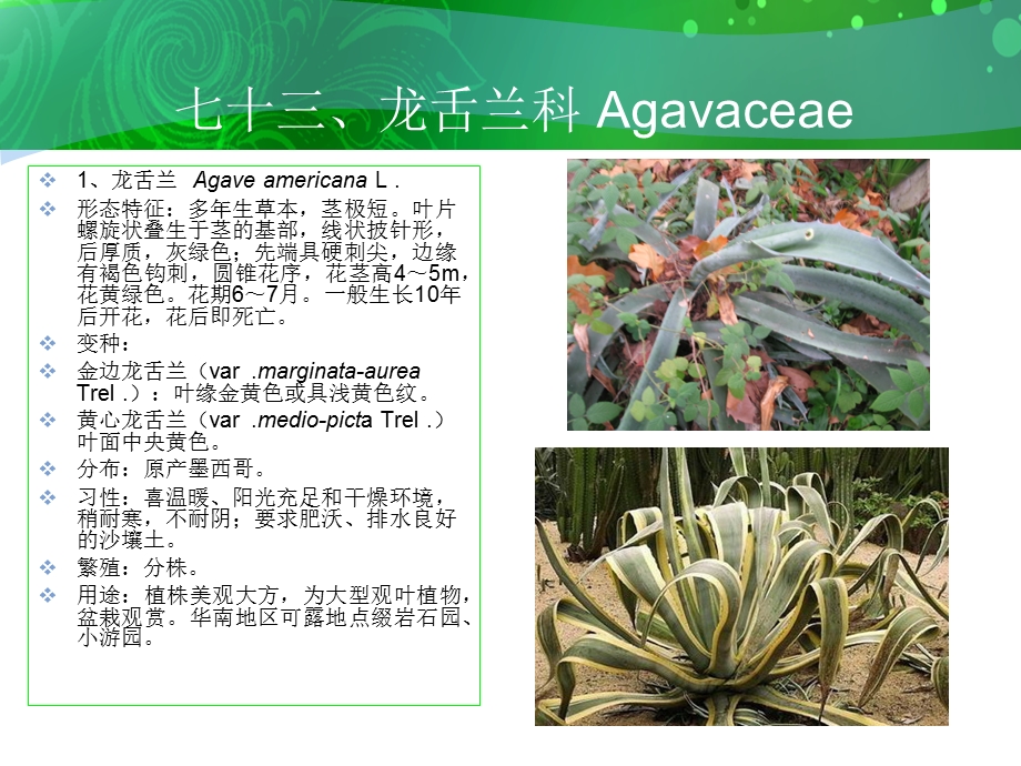 七十三龙舌兰科Agavaceae.ppt_第2页