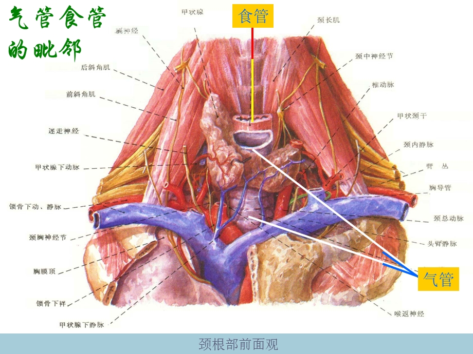 气管食管的解剖生理.ppt_第2页