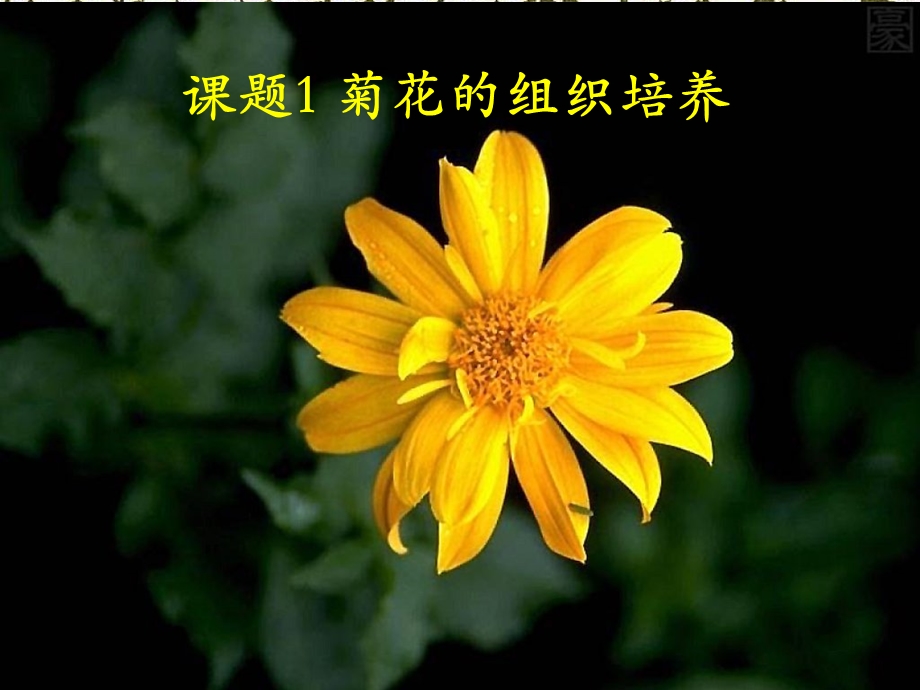 人教版教学课件菊花的组织培养.ppt_第2页