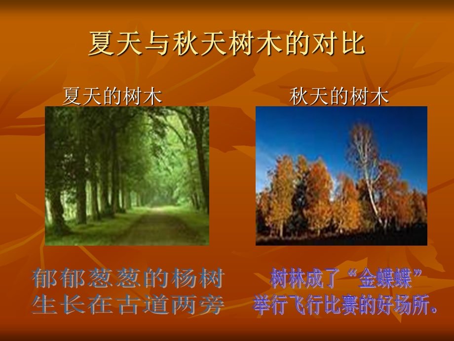 夏天与天的树叶对比.ppt_第2页