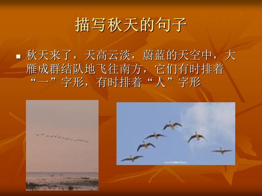 夏天与天的树叶对比.ppt_第3页