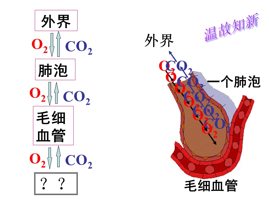 生物呼吸和呼吸作用(第二课时).ppt_第2页