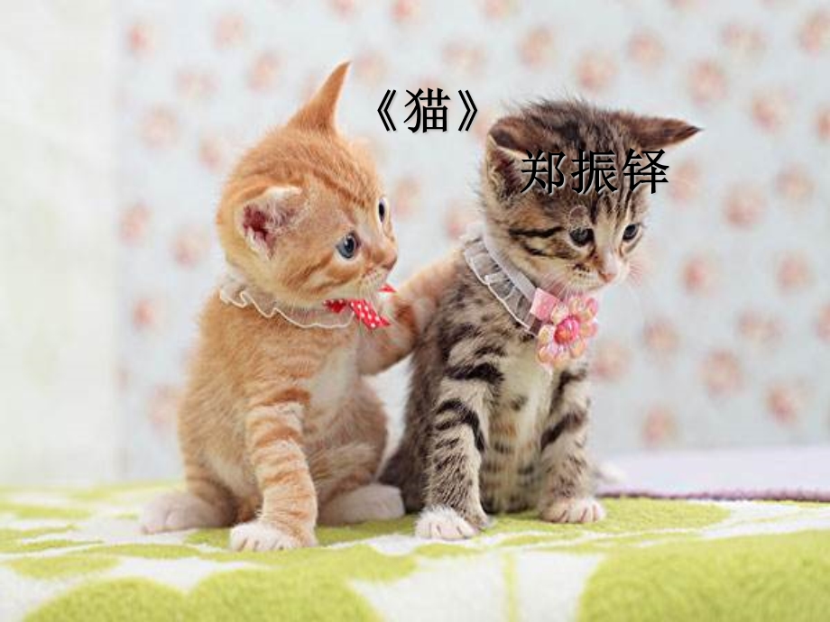 片段教学《猫》郑振铎.ppt_第1页