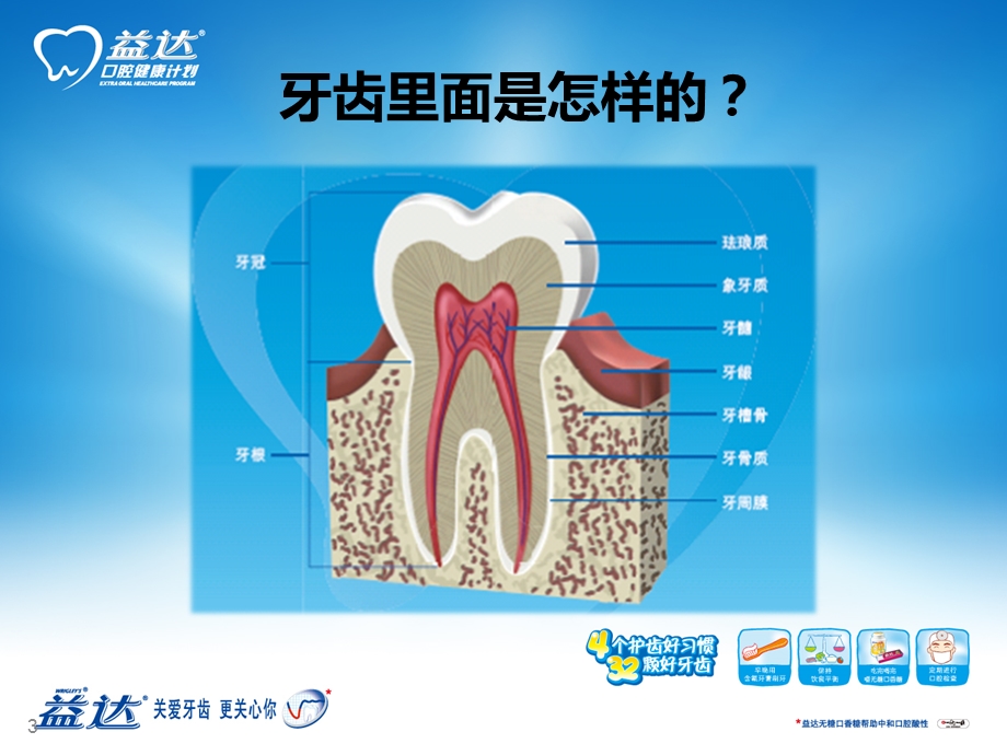 口腔健康教育课件(供教师上课使用).ppt_第3页