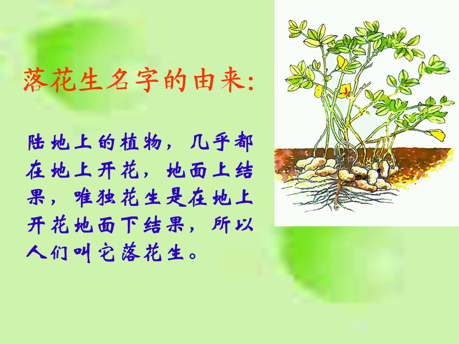 落花生ppt课件4[1].ppt_第2页