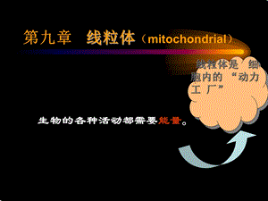 线粒体作用机理.ppt