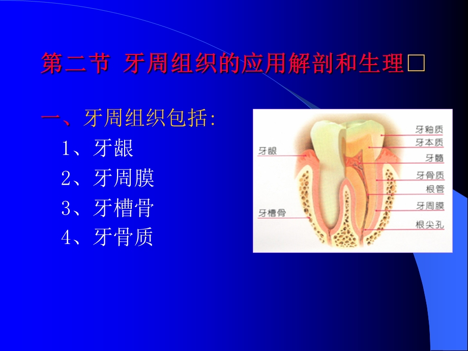 卫生教学-三基培训-牙周组织疾病.ppt_第2页